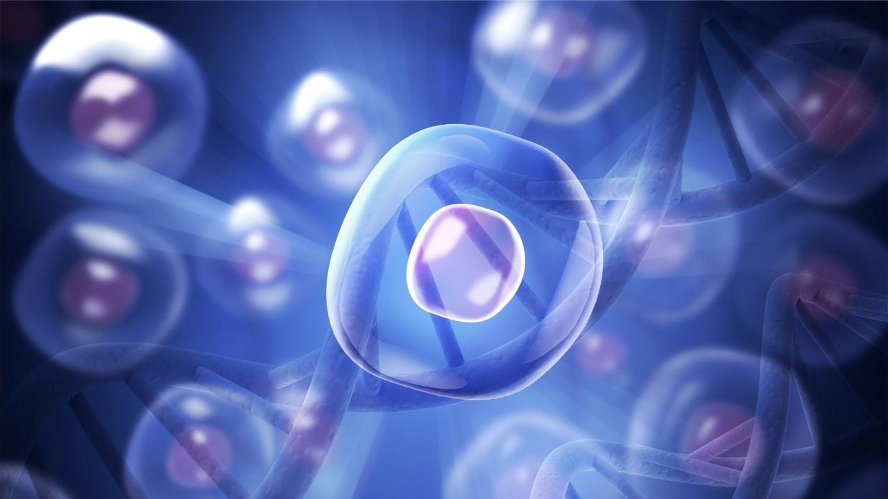 Learn how iPSC and iCell® technologies reprogram human biology to create lab-grown heart, brain, and liver models for research—without embryos or invasive methods.