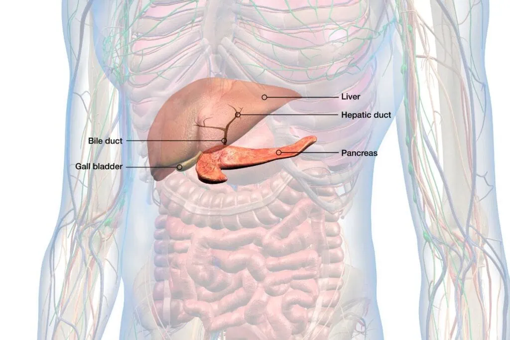 Pancreas คือ