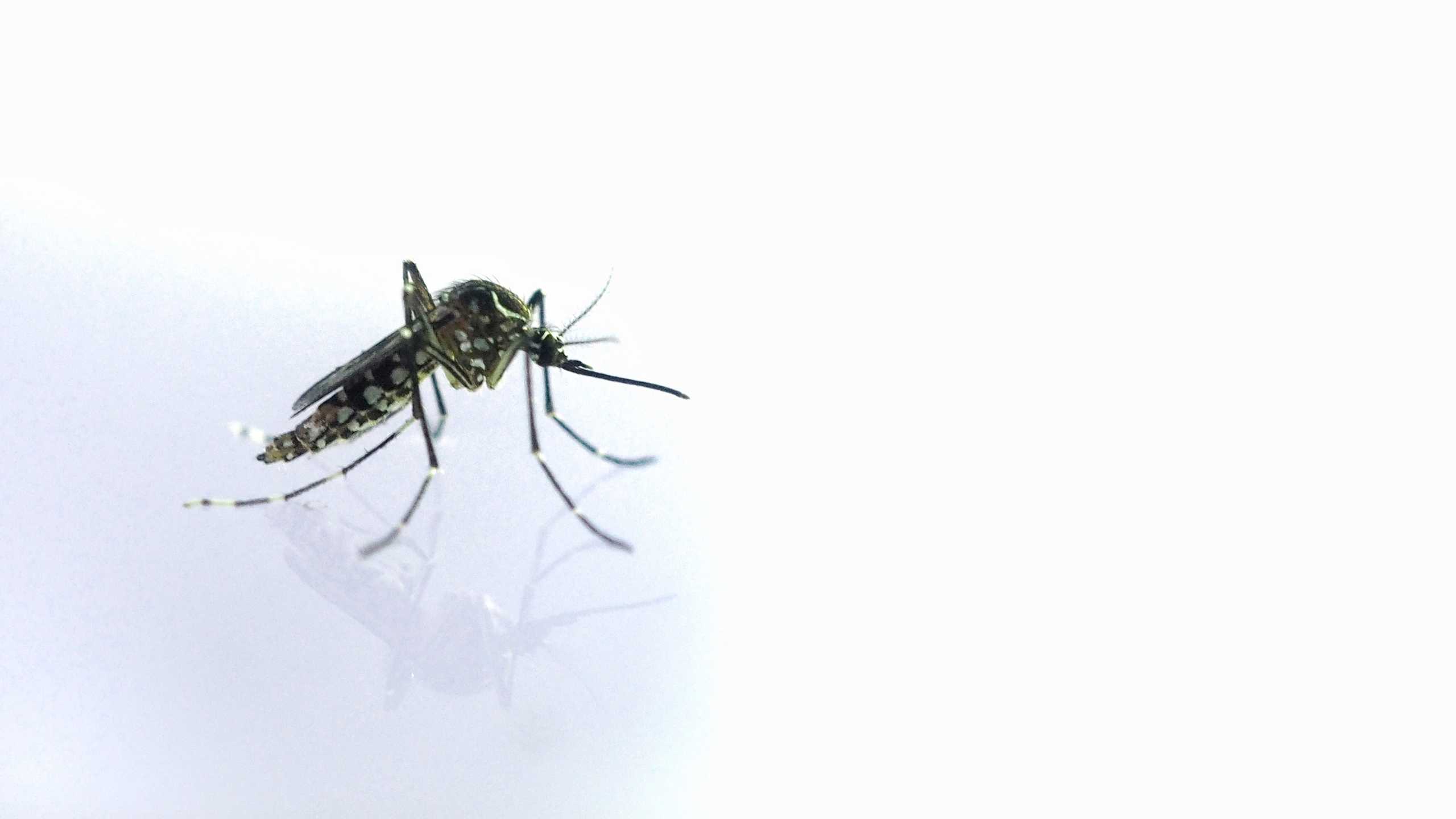 While there is no guaranteed prevention for dengue fever, you can strengthen your immune system to reduce the risk and severity. Discover foods, nutrients, lifestyle tips, and medical options to support your defenses.