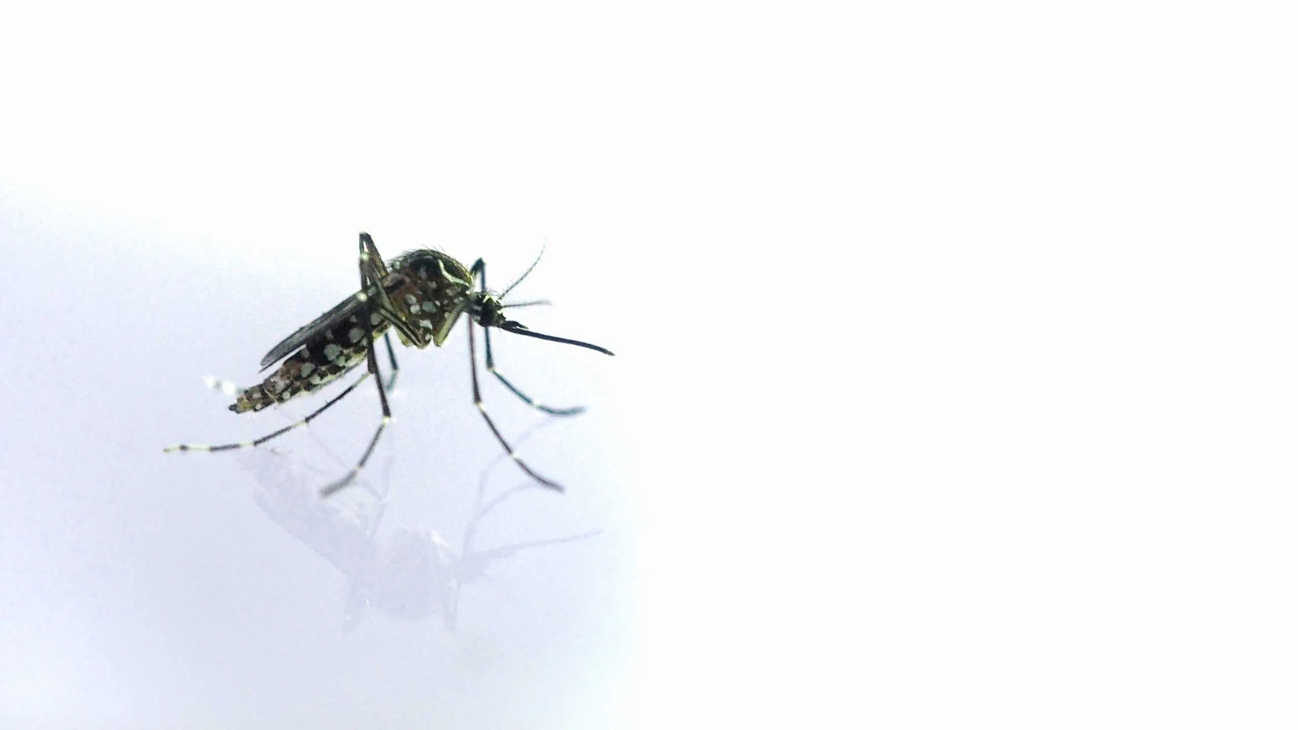 While there is no guaranteed prevention for dengue fever, you can strengthen your immune system to reduce the risk and severity. Discover foods, nutrients, lifestyle tips, and medical options to support your defenses.