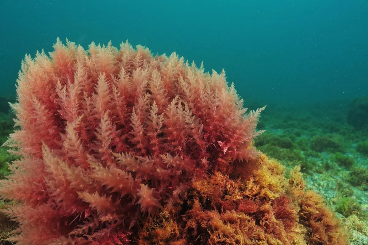 Vibrant red marine algae growing underwater.