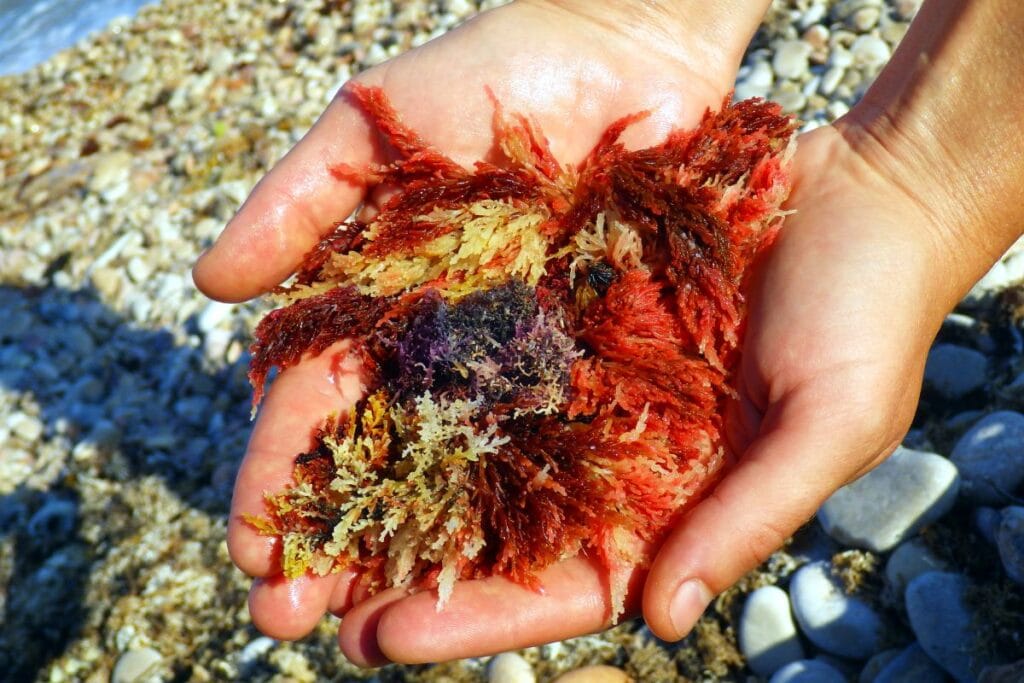 สาหร่ายสีแดง