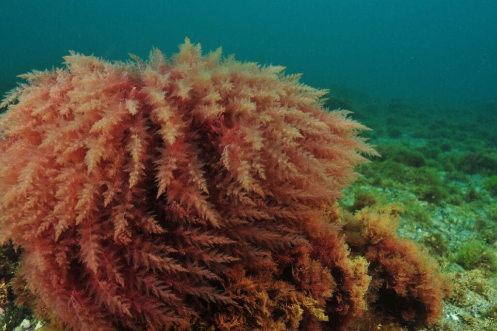 สาหร่ายสีแดง