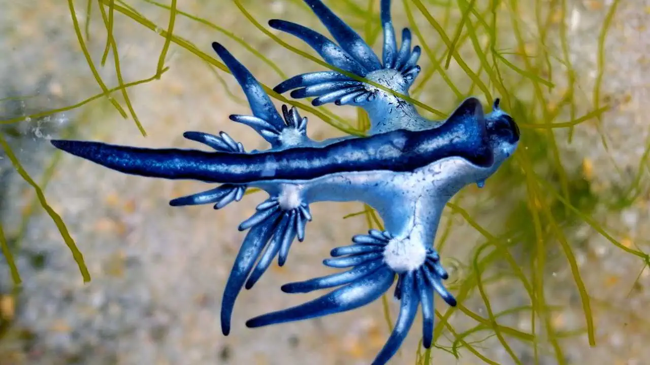 Blue Dragon คือสัตว์ทะเลสีฟ้าสุดสวย แต่แฝงพิษรุนแรงจากแมงกะพรุน หากสัมผัสโดยไม่ตั้งใจควรปฐมพยาบาลอย่างไร? บทความนี้มีคำตอบ
