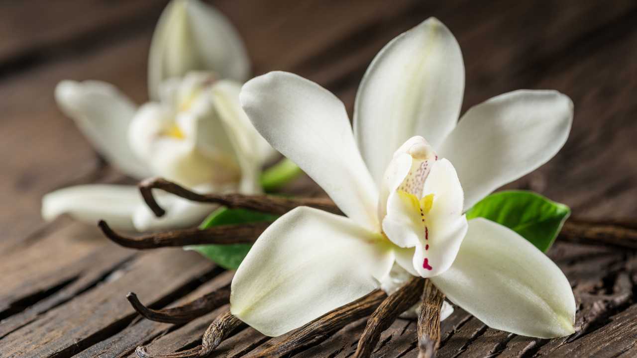 Labia Majora Shrink with Age: Causes & Filler Solutions