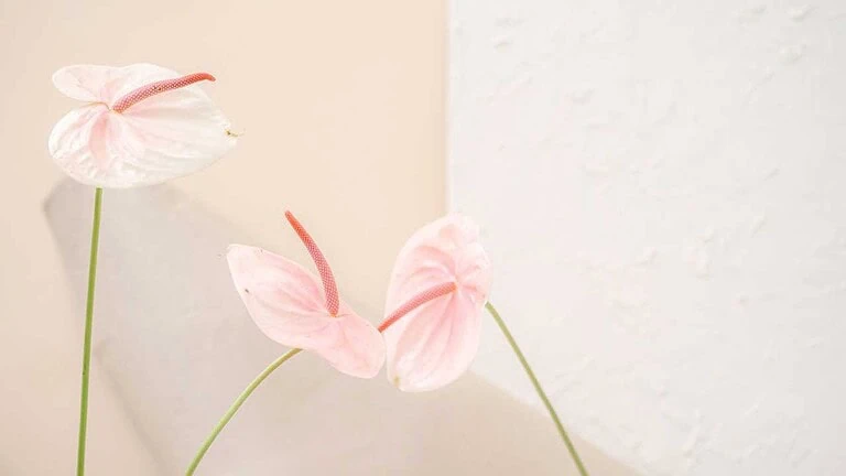 Discover how vaginal filler restores volume, smoothness, and confidence. Learn causes of aging changes and safe options for intimate rejuvenation.
