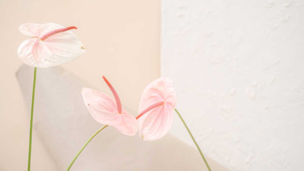 Discover how vaginal filler restores volume, smoothness, and confidence. Learn causes of aging changes and safe options for intimate rejuvenation.