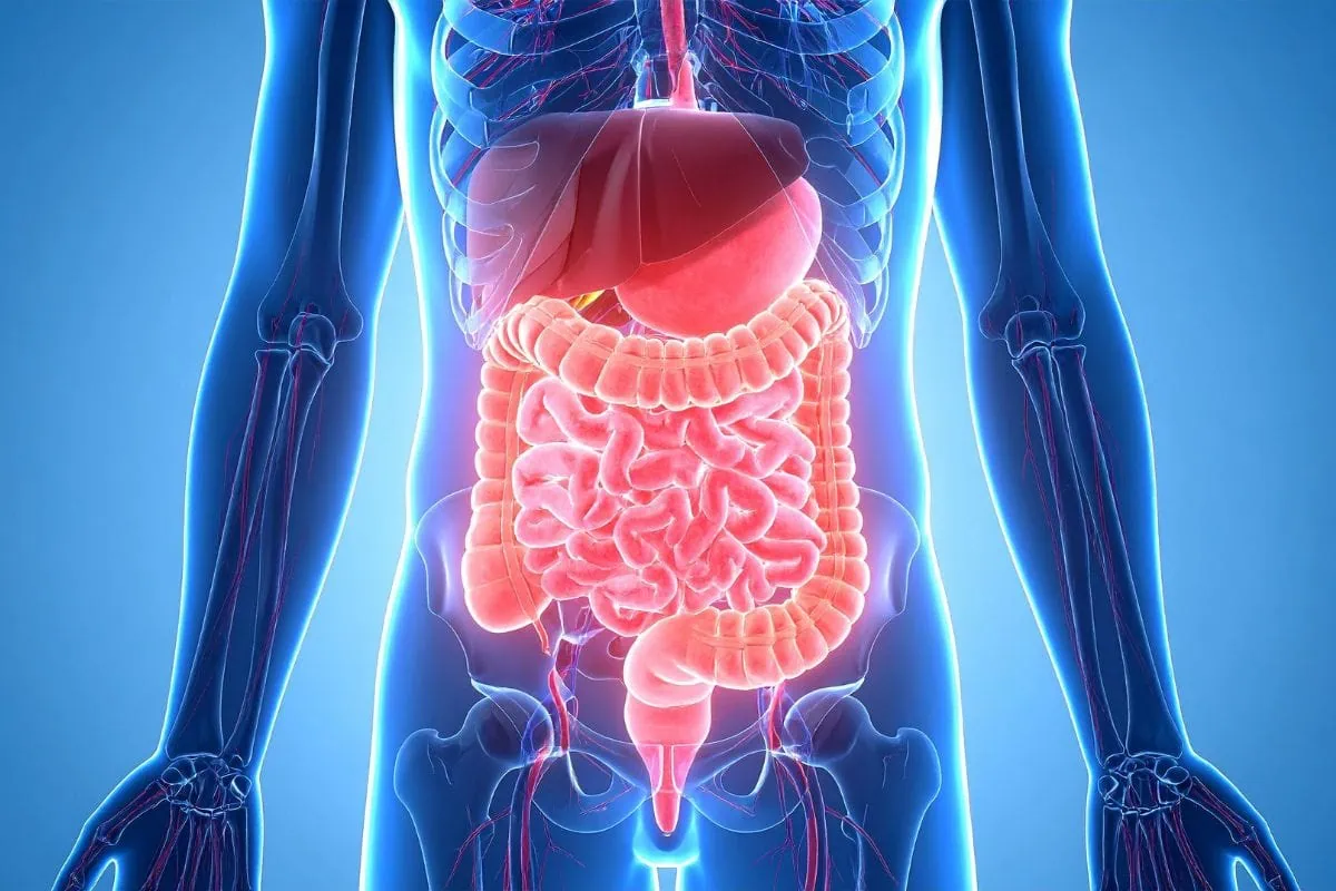 3D illustration of the human digestive system highlighted in red.