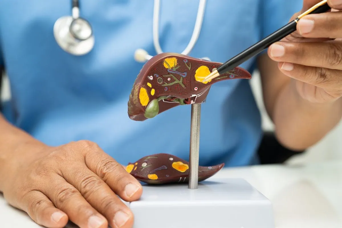 Doctor in blue scrubs pointing at an anatomical liver model.