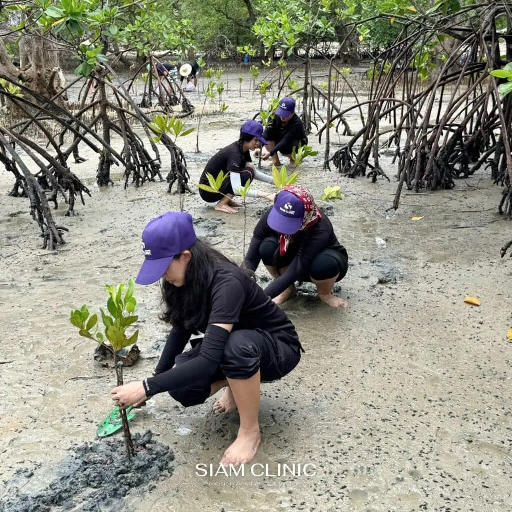 People planting mangrove saplings in a muddy coastal area with mangrove roots and green foliage in the background.